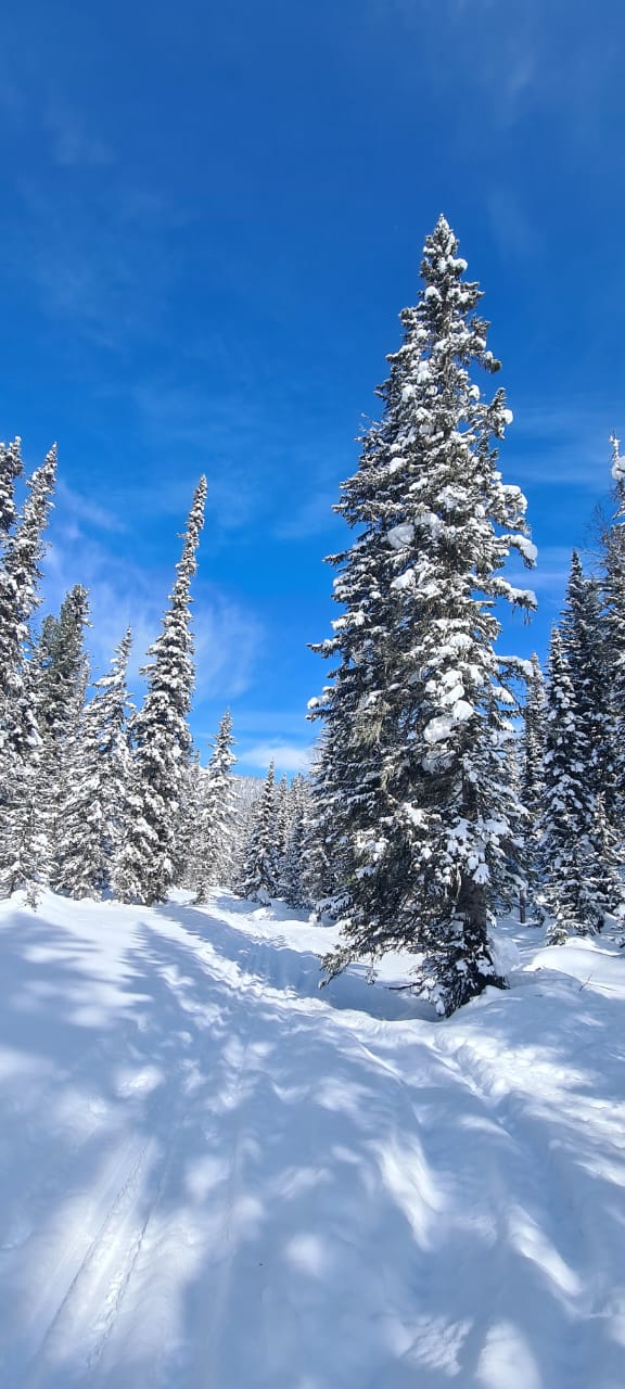 Поднебесные зубья